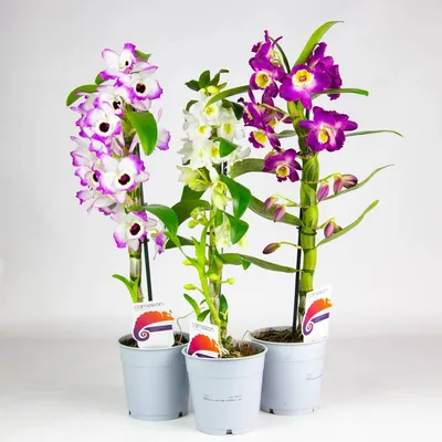 Орхидея дендробиум фото
