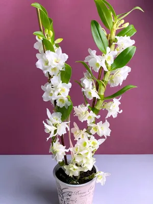 Купить растение Орхидея дендробиум в горшке в Иркутске - «Орхидея»