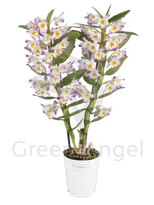 Орхидея Дендробиум Нобиле белый 2 ст купить в Москве с доставкой | Магазин  растений Bloom Story (Блум Стори)