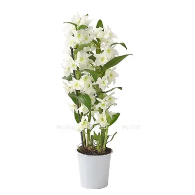 Орхидея Дендробиум Нобеле (12)