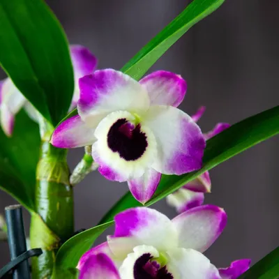 Орхидея Дендробиум – Питомник \"Леди Флор\"