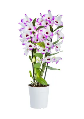 Купить Орхидею Дендробиум в Москве