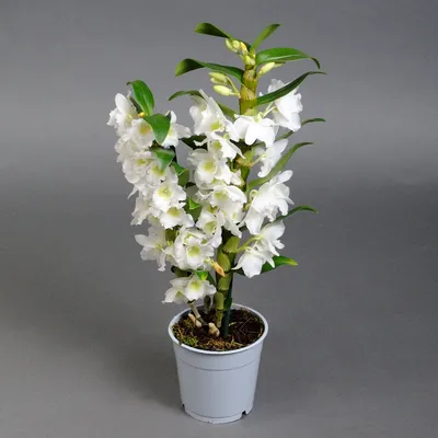 Орхидея Дендробиум нобиле Микс 1-2 ствола 12/50 купить в Москве недорого