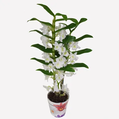 Орхидея Дендробиум (Dendrobium Nobile)