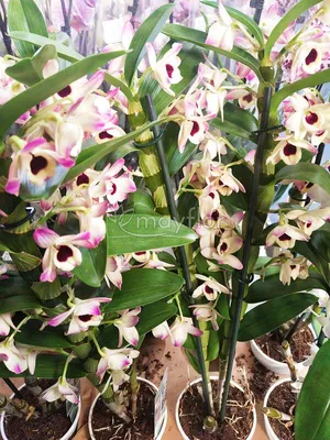 Орхидея Дендробиум купить в Солигорске, закажи, а мы доставим.