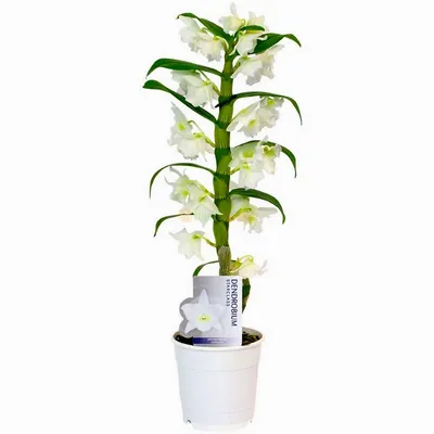Продается Орхидея дендробиум в Апатитах - 1000 руб