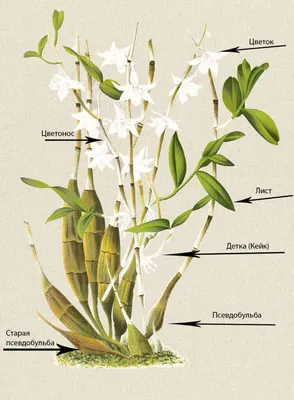 Орхидея дендробиум. купить в Краснодаре. Лучшая цена от Kinza Flowers