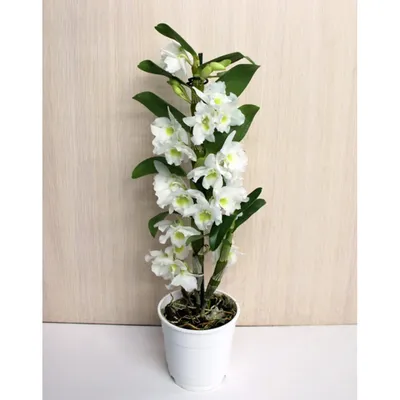 Орхидея Дендробиум Нобиле Акатсуки 2 ст купить в Москве с доставкой |  Магазин растений Bloom Story (Блум Стори)
