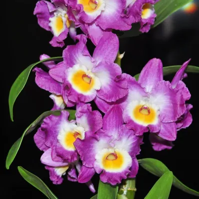 Орхидея Дендробиум купить в Москве