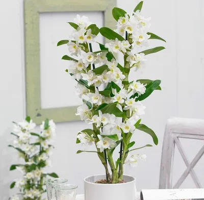 Орхидея Дендробиум Нобиле - купить в Киеве с доставкой
