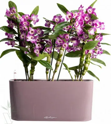 Красива Орхидея Дендробиум - Описание, Стъпки за Отглеждане и Доставка на  Цветя