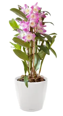 Орхидея Дендробиум Санок Блу Хеппинес 1 ст купить в Москве с доставкой |  Магазин растений Bloom Story (Блум Стори)