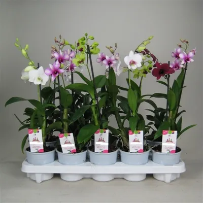 Орхидея Dendrobium White Surprise (отцвел, деленка)