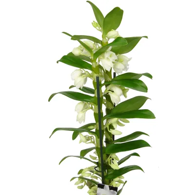 Купить Орхидея Дендробиум в кашпо с автополивом lechuza, белый, 60 см. в  Москве в интернет магазине растений Botdepot