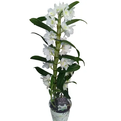 Орхидея Дендробиум кораллово-розовая 30.0610049LOR – купить в Москве