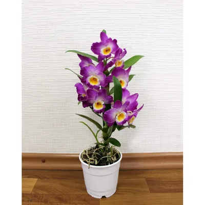 Орхидеи : Орхидея дендробиум нобиле Аполлон 2ст