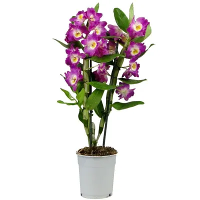 Орхидея Дендробиум Nobile Cultivars White d12 h55 купить с доставкой в  МЕГАСТРОЙ Ульяновск