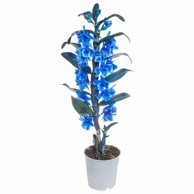 Дендробиум нобиле Оранж - купить в Киеве. Dendrobium nobile orange