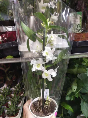 Орхидея Дендробиум Нобиле Санок (Dendrobium Nobile)