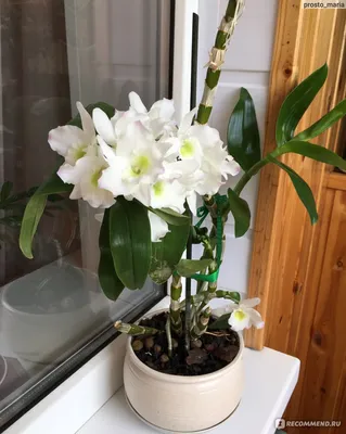 Орхидея Дендробиум Нобиле White Flower Shower 12/45: купить оптом в Москве