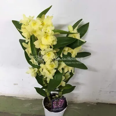Орхидея Дендробиум Нобиле Санок Бело-Розовая (Dendrobium Nobile)