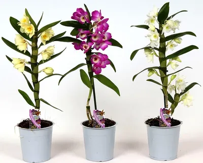 Дендробиум благородный / Dendrobium nobile - «5 простых правил ухода за орхидеей  дендробиум для начинающих! Соблюдайте и наслаждайтесь цветением! + фото  моего белоснежного красавца в «домашнем» цветении!» | отзывы