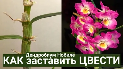 Дендробиум нобиле желтый купить в Москве по выгодной цене | Мильтония