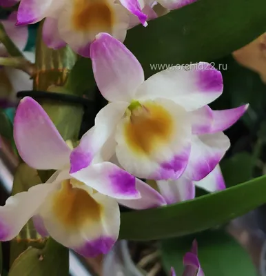 Орхидея Dendrobium nobile (отцвёл)