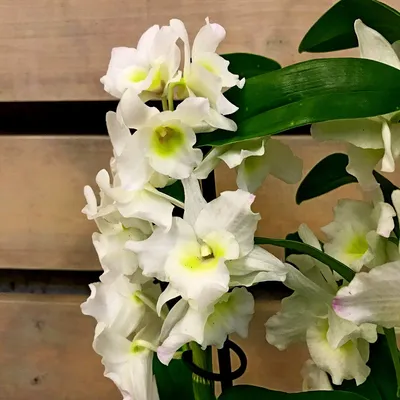Орхидея Dendrobium nobile (деленка, отцвёл)