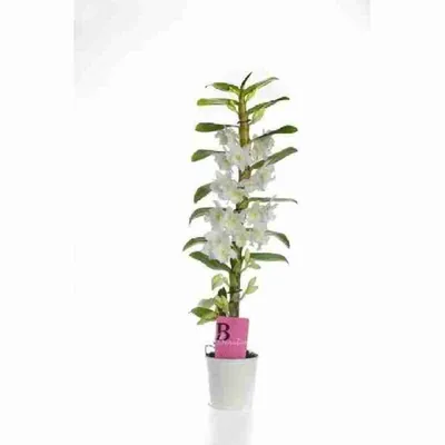 DENDROBIUM Nobile. How to separate Baby. Care and maintenance. Landing in  expanded clay - YouTube
