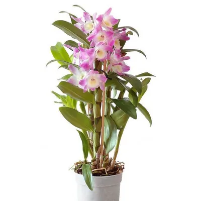 Орхидея дендробиум нобиле Акатсуки Dendrobium nobile Akatsuki — купить в  Красноярске. Горшечные растения и комнатные цветы на интернет-аукционе Au.ru