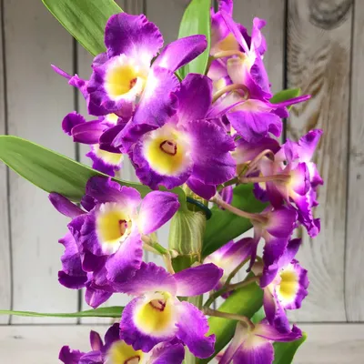 Орхидея Dendrobium nobile Sunny Eyes (отцвел)