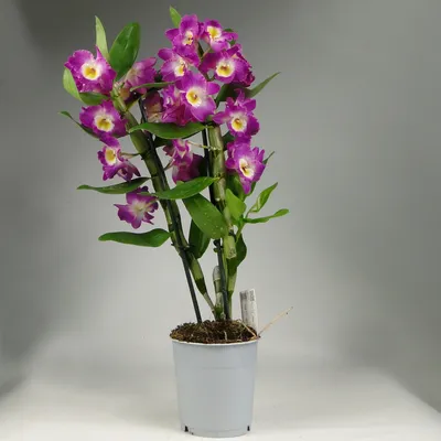 https://leroymerlin.ru/product/orhideya-dendrobium-apollon-12-h50-sm-82399656/