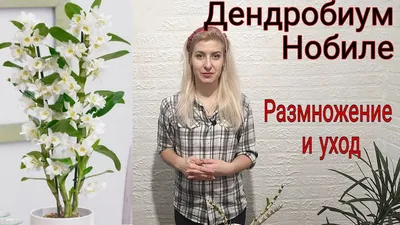 Orchidea Info - Орхидеи-инфо - Дендробиум нобиле (Dendrobium Nobile) -  необыкновенная орхидея, которая по своему типу роста отличается от всех  остальных орхидей! Вы знаете, в чем ее особенность? | Facebook