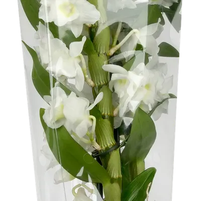 Dendrobium nobile 'Sunny Eyes' | Dendrobium nobilee | Dendrobium nobilee |  Цветущие комнатные орхидеи | Цветущие комнатные растения | Комнатные  растения | All products | OZ Planten
