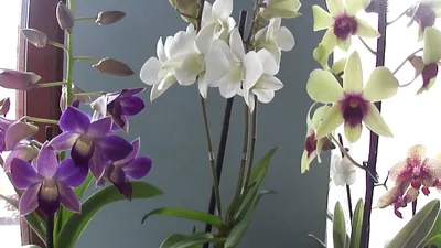 Орхидея дендрофаленопсис. Dendrobium phalaenopsis - YouTube