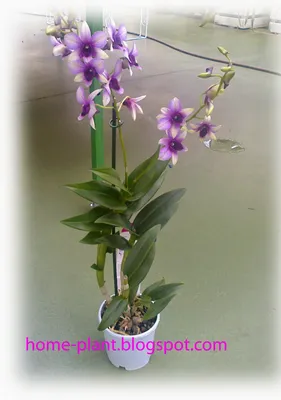 Комнатные растения для души и настроения: Дендробиум фаленопсис: уход за  чудо-орхидеей дендр... | Орхидея, Комнатные растения, Растения