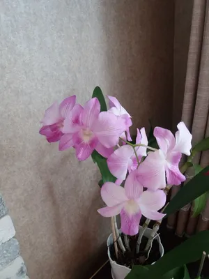 Дендробиум фаленопсис(Dendrobium phalaenopsis) - «Дневник одной орхидеи» |  отзывы