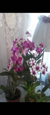 Орхидея дендробиум-фаленопсис (холодный фарфор) – заказать на Ярмарке  Мастеров – NMVGABY | Цветы, Санкт-Петербург
