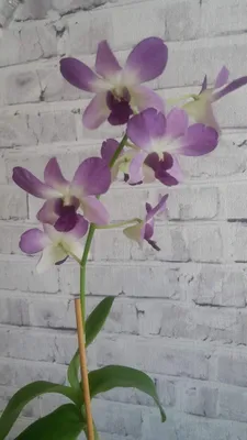 Комнатные растения для души и настроения: Дендробиум фаленопсис: уход за  чудо-орхидеей дендрофаленопсис