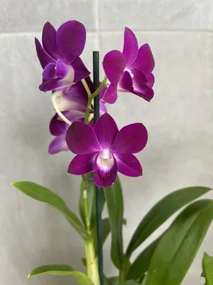 Орхидея Dendrobium Thailand Black (отцвёл, деленка)