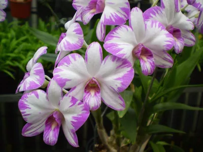 Уход за орхидеей Дендробиум, выращивание, пересадка и полив. Фото  Дендробиума Фаленопсис.