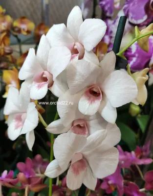 Орхидея дендрофаленопсис фото фотографии