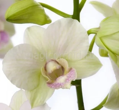 орхидея #дендрофаленопсис #дендрофаленопсисPolarfire #Polarfire #орхи... |  TikTok