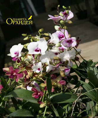 Орхидея дендрофаленопсис - красивые фото