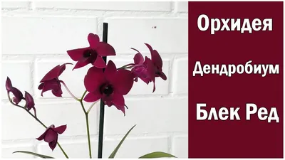 Орхидея дендрофаленопсис* — купить в Красноярске. Горшечные растения и  комнатные цветы на интернет-аукционе Au.ru