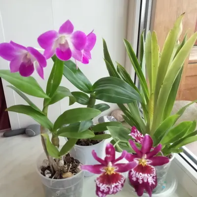 Цветущая орхидея дендрофаленопсис: 350 грн. - Комнатные растения Днепр на  Olx