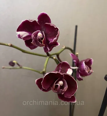 Цветение Орхидеи ДендроФаленопсиса Блек Ред! Dendrobium Black Red! #Орхидея  #дендробиум #орхидеяблек - YouTube
