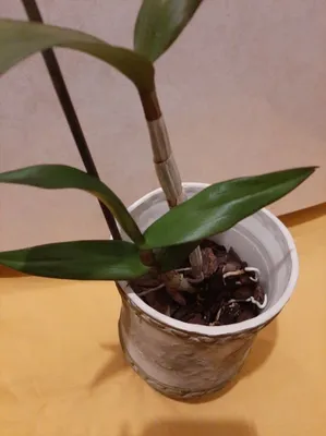 Орхидея Dendrobium Blue Happiness (отцвёл, деленка)