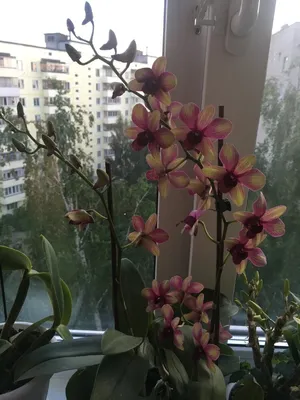 Орхидеи в дар (Москва). Дарудар